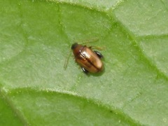 Psylliodes affinis