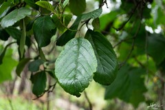 Alnus jorullensis