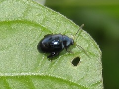 Psylliodes dulcamarae