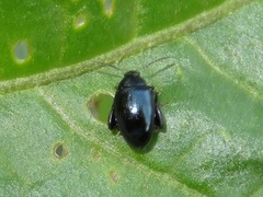 Psylliodes dulcamarae