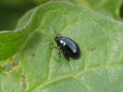 Psylliodes dulcamarae