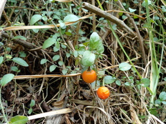 Solanum brevifolium