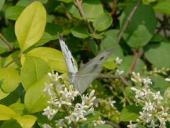Pieris canidia