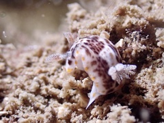 Chromodoris mandapamensis