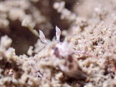 Chromodoris mandapamensis