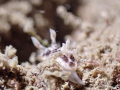 Chromodoris mandapamensis