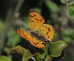Chrysoritis chrysaor