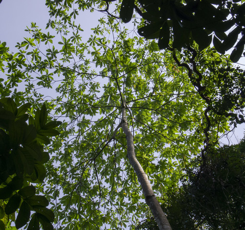 Alstonia macrophylla