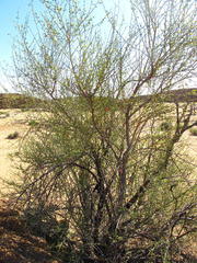 Adenolobus garipensis