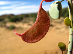 Adenolobus garipensis