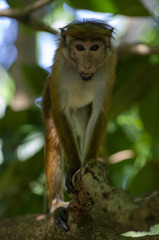 Macaca sinica aurifrons