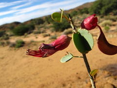 Adenolobus garipensis