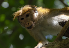 Macaca sinica aurifrons