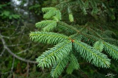 Abies religiosa
