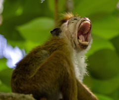 Macaca sinica aurifrons