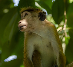 Macaca sinica aurifrons