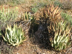 Aloe falcata