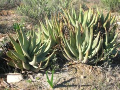 Aloe falcata