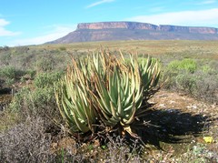 Aloe falcata