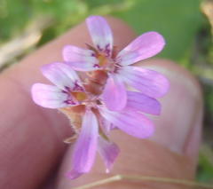 Pelargonium hypoleucum