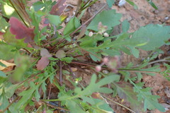 Lepidium desertorum