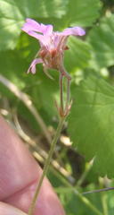 Pelargonium hypoleucum