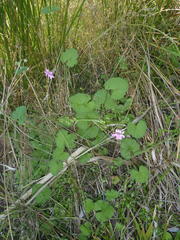 Pelargonium hypoleucum