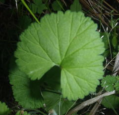 Pelargonium hypoleucum