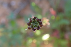 Lepidium desertorum