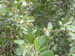 Cynanchum ellipticum