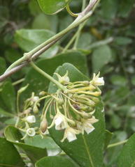 Cynanchum ellipticum