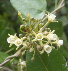 Cynanchum ellipticum