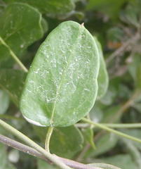 Cynanchum ellipticum