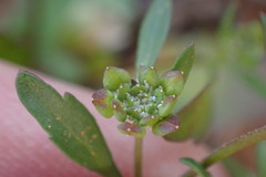 Lepidium desertorum