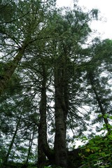 Abies religiosa