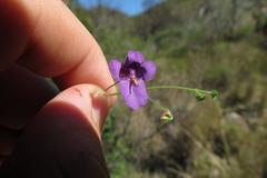 Diascia parviflora