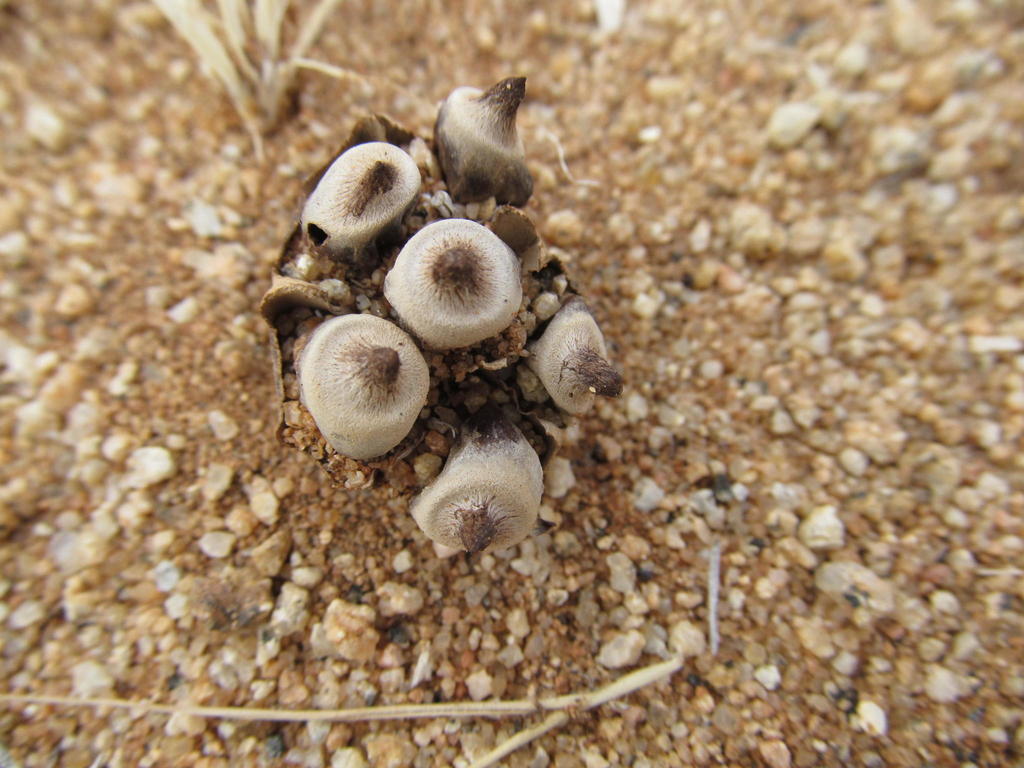 Broomeiaceae