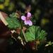 Coconut Geranium - Photo (c) Tony Rebelo, some rights reserved (CC BY-SA), uploaded by Tony Rebelo