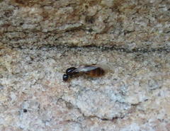 Solenopsis punctaticeps