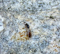 Solenopsis punctaticeps