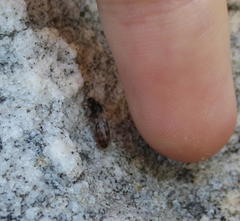 Solenopsis punctaticeps