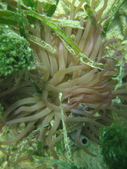 Periclimenes yucatanicus