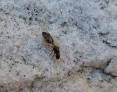 Solenopsis punctaticeps