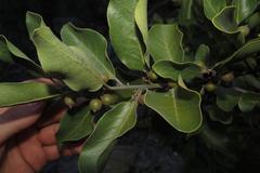 Euclea natalensis capensis