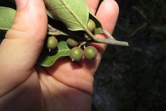 Euclea natalensis capensis