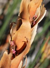 Elegia fistulosa