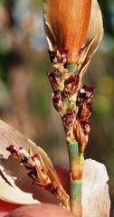 Elegia fistulosa