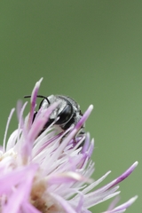 Megachile apicalis