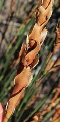 Elegia fistulosa