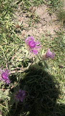 Centaurea phrygia